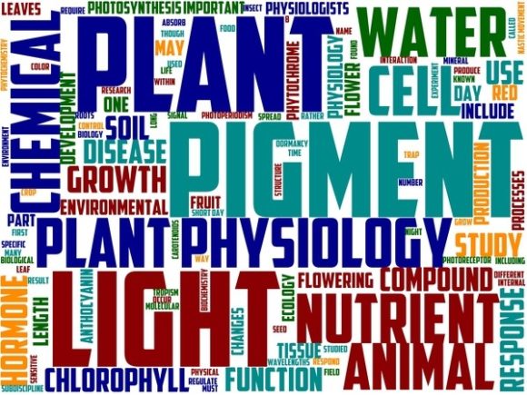 Phytophysiology Wordart Tie Dye